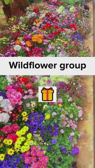 Buy Varieties of Flower Seeds (Pack of 100)